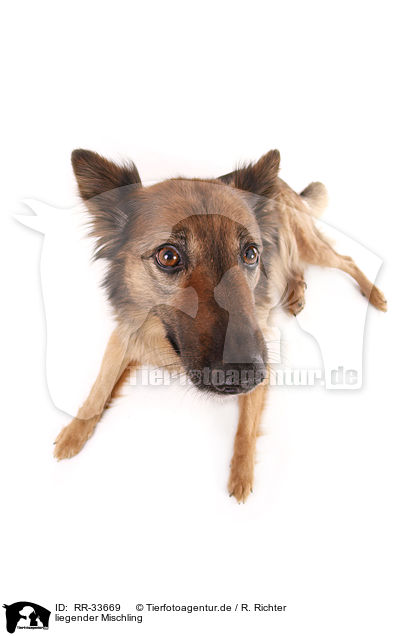 liegender Mischling / lying mongrel dog / RR-33669