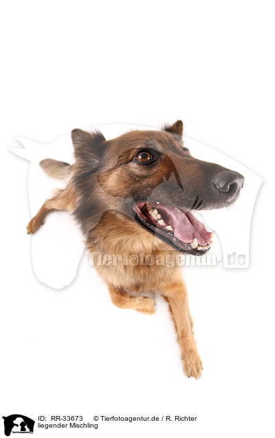 liegender Mischling / lying mongrel dog / RR-33673