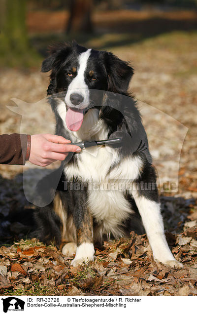 Border-Collie-Australian-Shepherd-Mischling / mongrel / RR-33728