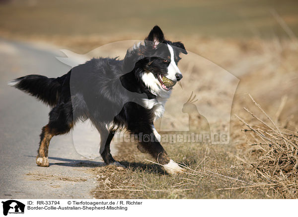 Border-Collie-Australian-Shepherd-Mischling / mongrel / RR-33794