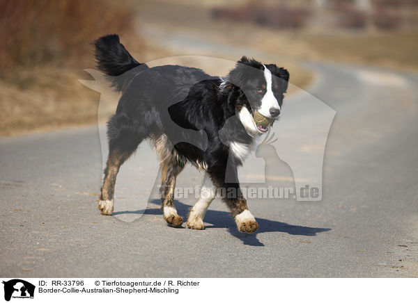 Border-Collie-Australian-Shepherd-Mischling / mongrel / RR-33796