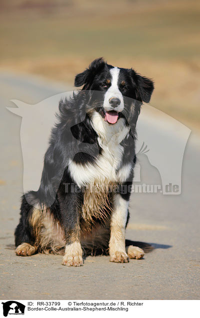 Border-Collie-Australian-Shepherd-Mischling / mongrel / RR-33799