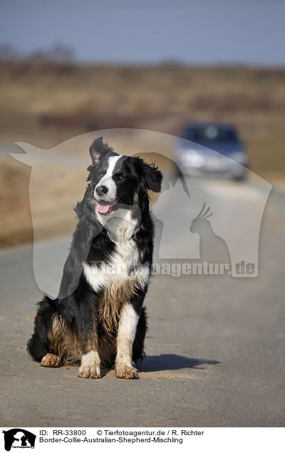 Border-Collie-Australian-Shepherd-Mischling / mongrel / RR-33800