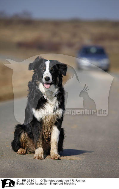 Border-Collie-Australian-Shepherd-Mischling / mongrel / RR-33801