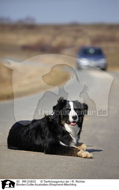 Border-Collie-Australian-Shepherd-Mischling / mongrel / RR-33802
