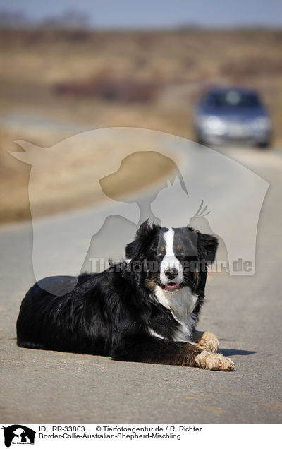 Border-Collie-Australian-Shepherd-Mischling / mongrel / RR-33803