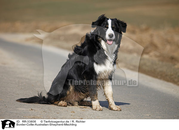 Border-Collie-Australian-Shepherd-Mischling / mongrel / RR-33806