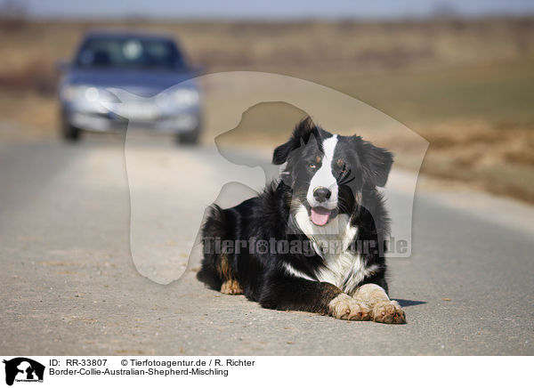 Border-Collie-Australian-Shepherd-Mischling / mongrel / RR-33807