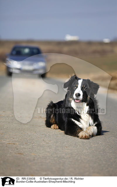 Border-Collie-Australian-Shepherd-Mischling / mongrel / RR-33808