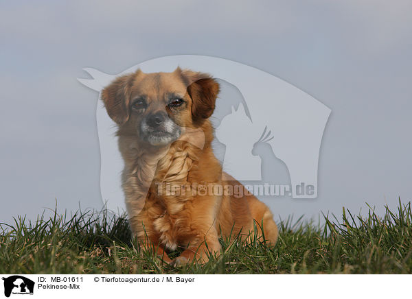 Pekinese-Mix / mongrel / MB-01611