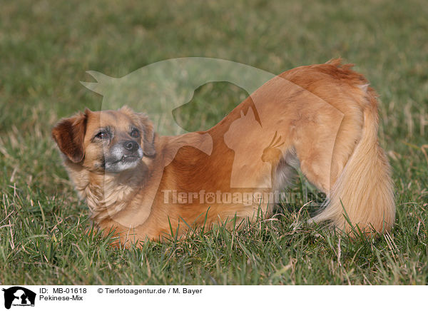 Pekinese-Mix / mongrel / MB-01618