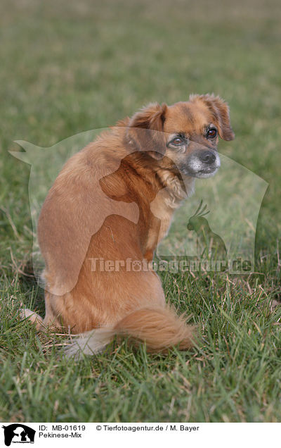 Pekinese-Mix / mongrel / MB-01619