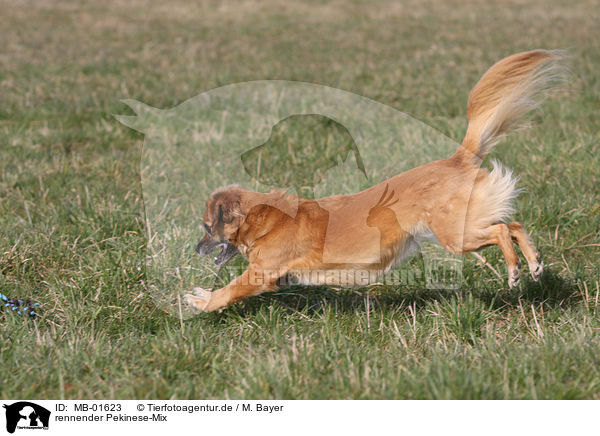 rennender Pekinese-Mix / running mongrel / MB-01623