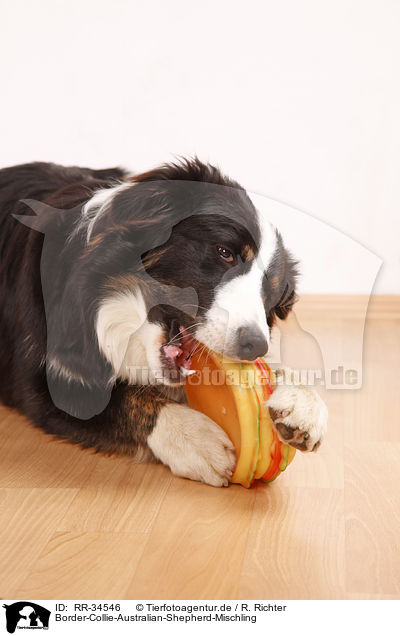 Border-Collie-Australian-Shepherd-Mischling / Border-Collie-Australian-Shepherd mongrel / RR-34546