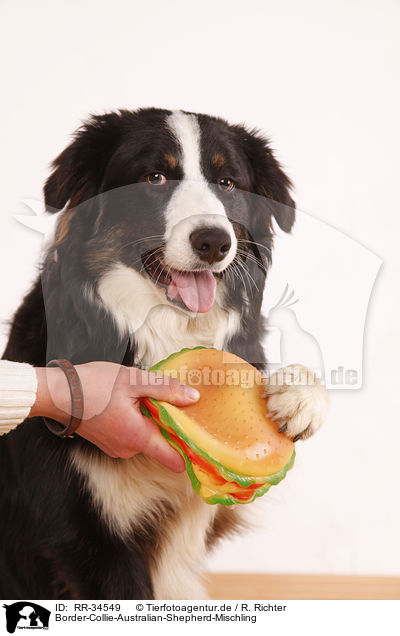 Border-Collie-Australian-Shepherd-Mischling / Border-Collie-Australian-Shepherd mongrel / RR-34549