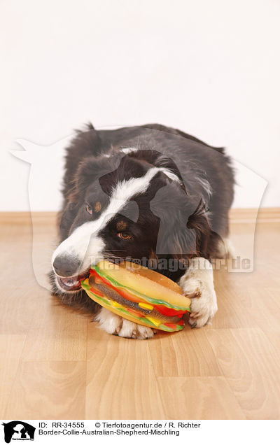 Border-Collie-Australian-Shepherd-Mischling / Border-Collie-Australian-Shepherd mongrel / RR-34555