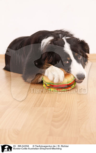 Border-Collie-Australian-Shepherd-Mischling / Border-Collie-Australian-Shepherd mongrel / RR-34556