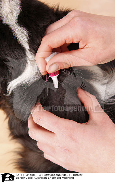 Border-Collie-Australian-Shepherd-Mischling / Border-Collie-Australian-Shepherd mongrel / RR-34558