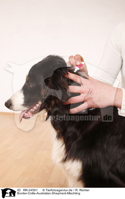 Border-Collie-Australian-Shepherd-Mischling / RR-34561