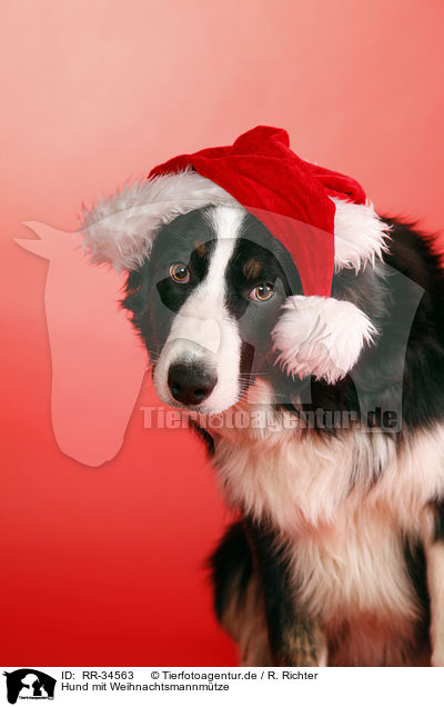 Hund mit Weihnachtsmannmtze / RR-34563