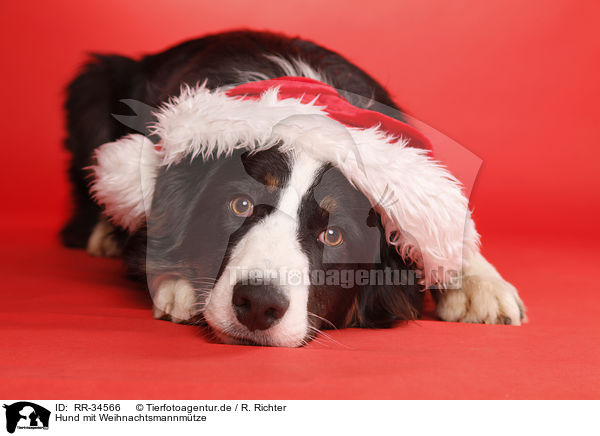 Hund mit Weihnachtsmannmtze / dog with santa hat / RR-34566