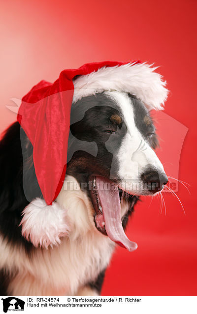 Hund mit Weihnachtsmannmtze / RR-34574