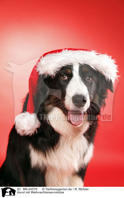 Hund mit Weihnachtsmannmtze / dog with santa hat / RR-34576