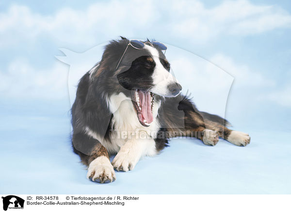 Border-Collie-Australian-Shepherd-Mischling / RR-34578