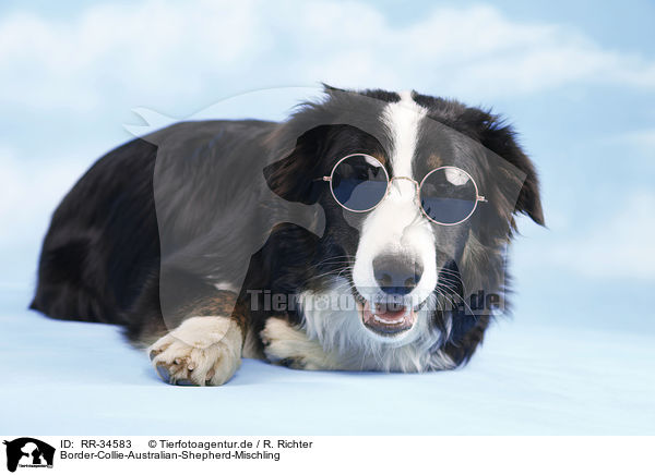 Border-Collie-Australian-Shepherd-Mischling / RR-34583