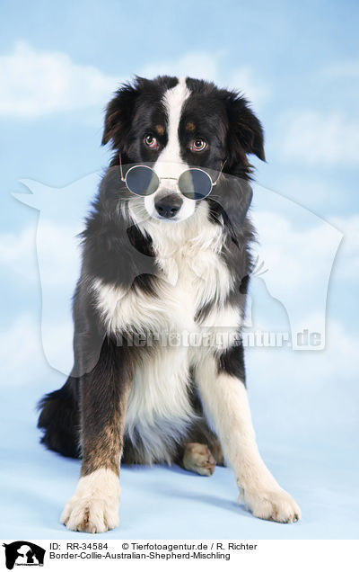 Border-Collie-Australian-Shepherd-Mischling / RR-34584