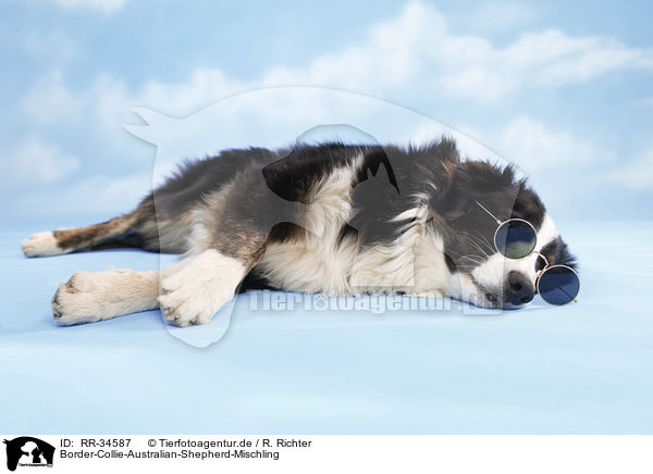 Border-Collie-Australian-Shepherd-Mischling / RR-34587