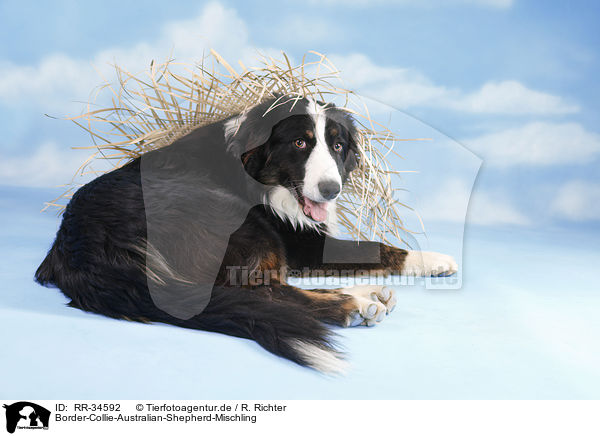 Border-Collie-Australian-Shepherd-Mischling / Border-Collie-Australian-Shepherd mongrel / RR-34592