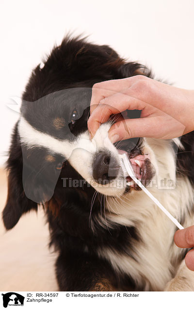 Zahnpflege / dental care / RR-34597