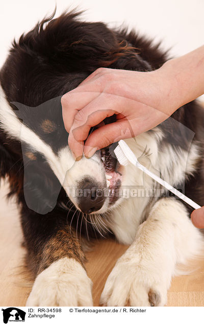 Zahnpflege / dental care / RR-34598