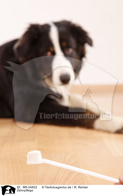 Zahnpflege / dental care / RR-34602