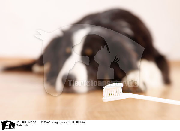 Zahnpflege / dental care / RR-34605