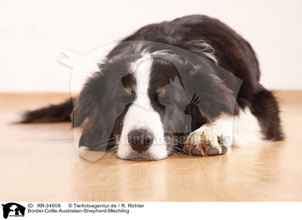 Border-Collie-Australian-Shepherd-Mischling / Border-Collie-Australian-Shepherd mongrel / RR-34608