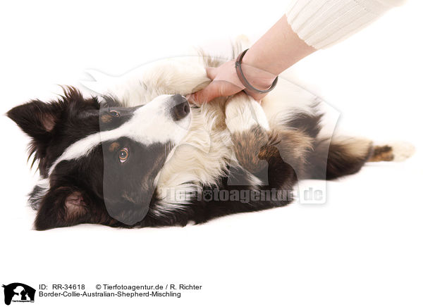 Border-Collie-Australian-Shepherd-Mischling / RR-34618