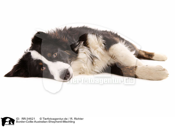 Border-Collie-Australian-Shepherd-Mischling / Border-Collie-Australian-Shepherd mongrel / RR-34621