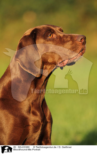 Bloodhound-Mix Portrait / mongrel portrait / DG-03360