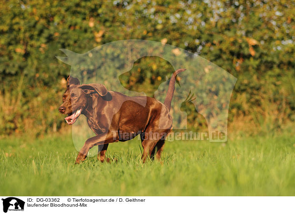 laufender Bloodhound-Mix / walking mongrel / DG-03362