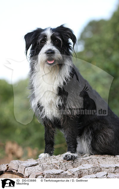 Mischling / mongrel / DG-03886
