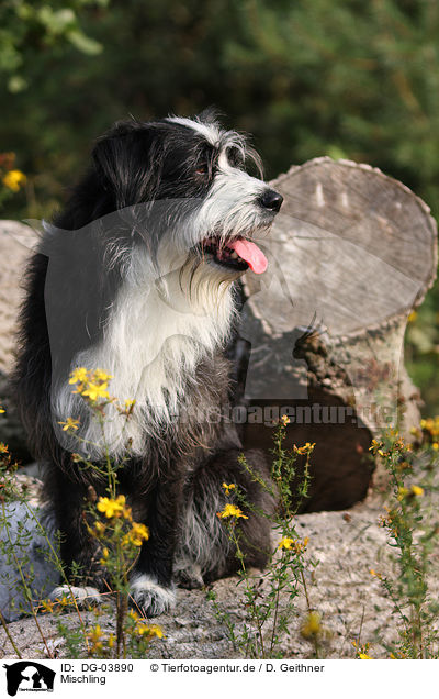 Mischling / mongrel / DG-03890