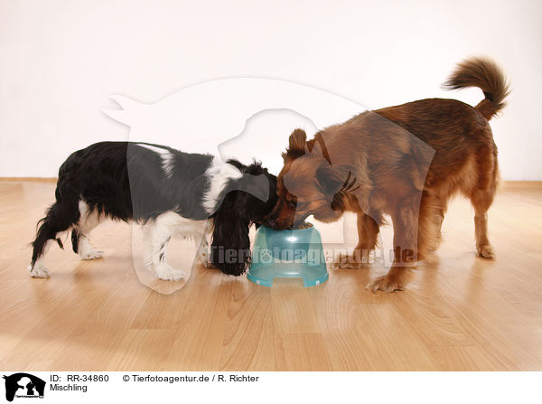 Mischling / mongrel / RR-34860