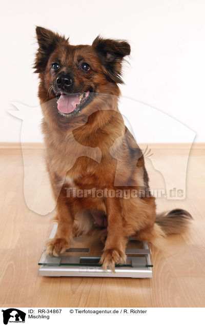 Mischling / mongrel / RR-34867