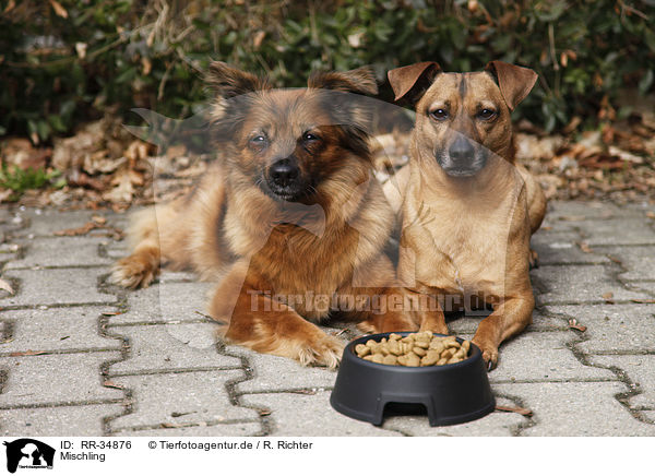 Mischling / mongrel / RR-34876