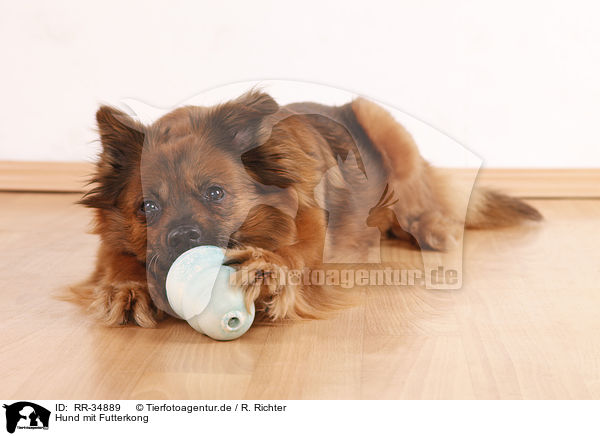 Hund mit Futterkong / dog with kong / RR-34889