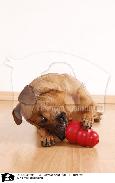 Hund mit Futterkong / dog with kong / RR-34891