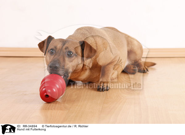 Hund mit Futterkong / dog with kong / RR-34894