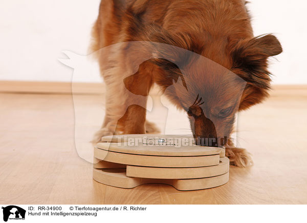 Hund mit Intelligenzspielzeug / dog with intelligence toy / RR-34900
